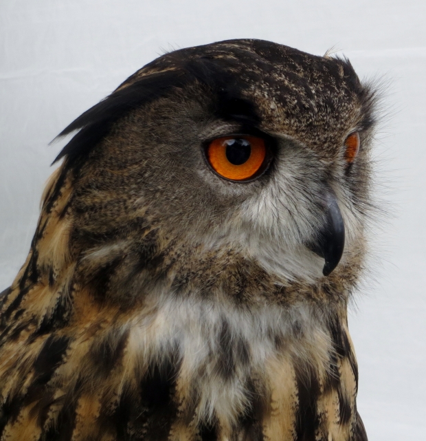 European Eagle Owl, Dartington, Devon; 31-05-14