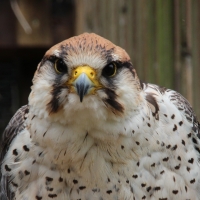 Lanner falcon, Telfes, Austria; 27-06-14