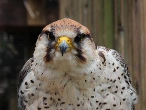 Lanner Falcon, Telfes, Austria; 27-06-14